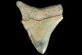 Juvenile Megalodon Tooth - Georgia #115631-1